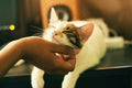 Calico cat enjoying a chin scratch