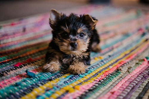 Yorkshire terrier puppy on a colourful rug