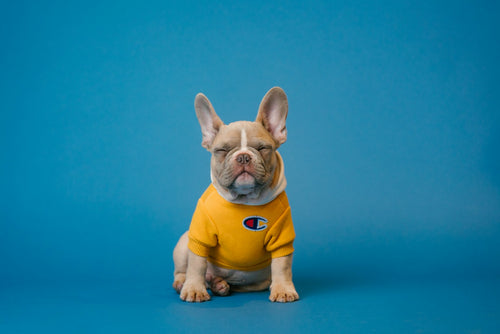 French bulldog in a cosy sweater